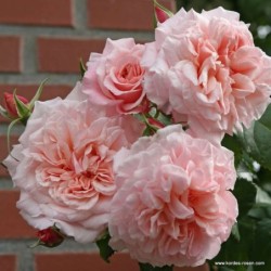 Rožė - Rosa Rose de TOLBIAC ®