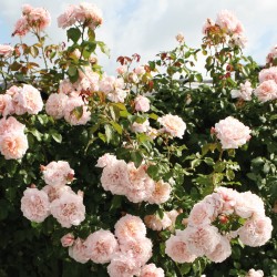 Rosa Rose de TOLBIAC ®