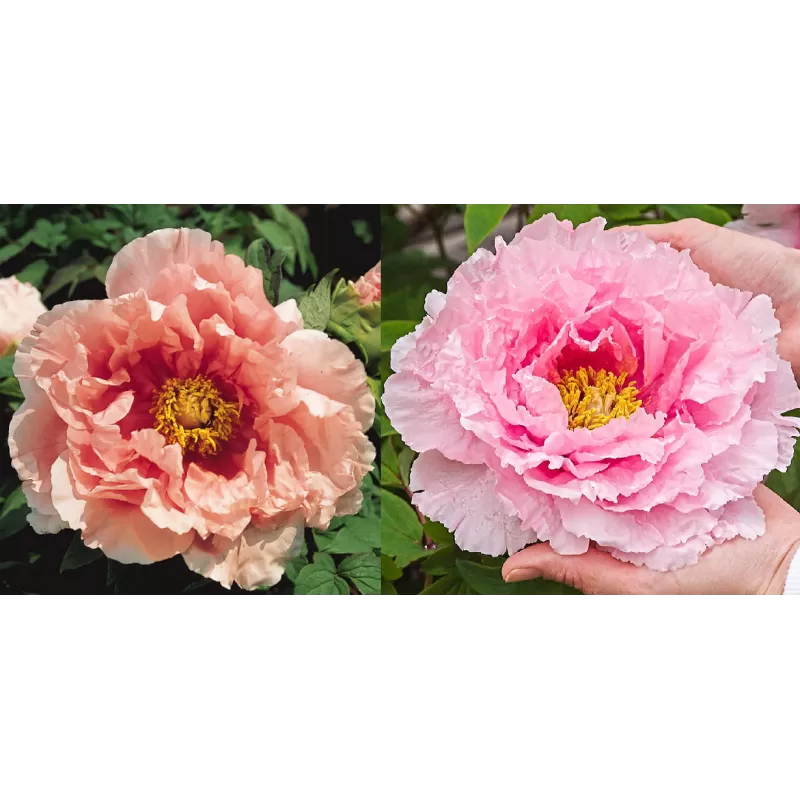 Bijūnas krūminis - Paeonia suffruticosa HANAKISOI