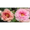 Bijūnas krūminis - Paeonia suffruticosa HANAKISOI