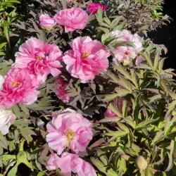 Bijūnas krūminis - Paeonia suffruticosa HANAKISOI
