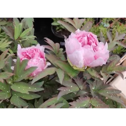 Bijūnas krūminis - Paeonia suffruticosa HANAKISOI