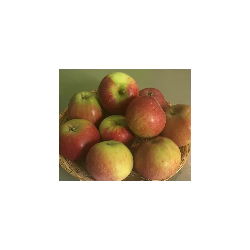 Obelų sodinukai internetu su pristatymu į namus