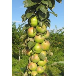 Obelis koloninė - Malus domestica MALIUCHA