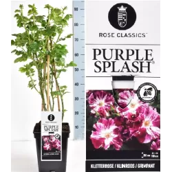 Rosa PURPLE SPLASH