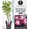 Rosa PURPLE SPLASH