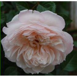 Rožė - Rosa THE GENEROUS GARDENER