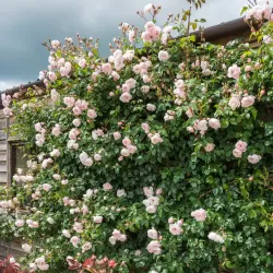 Rožė - Rosa THE GENEROUS GARDENER