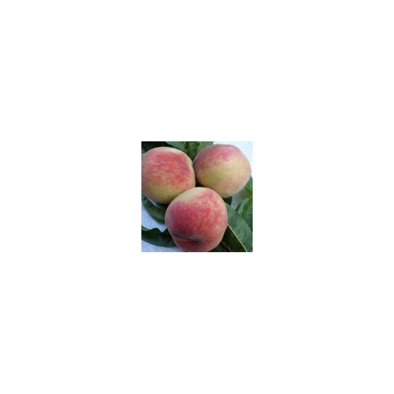 Persikas - Prunus persica SOČNYJ