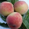 Peach - Prunus persica SOCHNYJ / SOČNYJ
