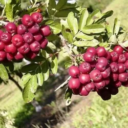 Šermukšnis - Sorbus TITAN