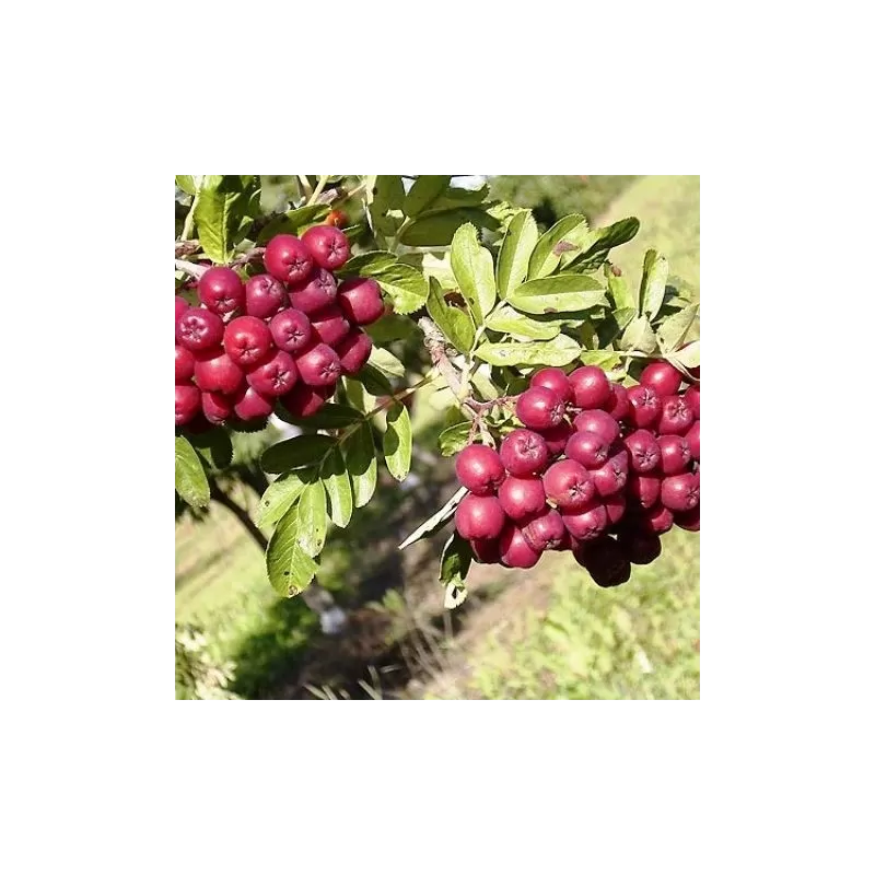 Rowan - Sorbus TITAN