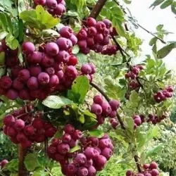 Rowan - Sorbus GRANATNAJA