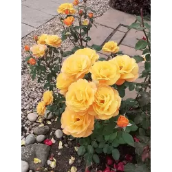 Rožių krūmai internetu su pristatymu į namus