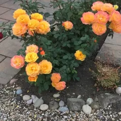 Rožė - Rosa GOOD AS GOLD