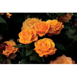 Rožių krūmai internetu su pristatymu į namus