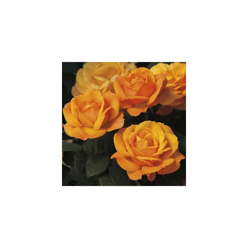 Rožė - Rosa GOOD AS GOLD