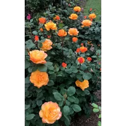 Rožė - Rosa GOOD AS GOLD