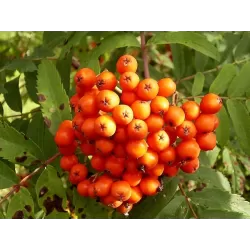 Rowan - Sorbus SACHARNAJA