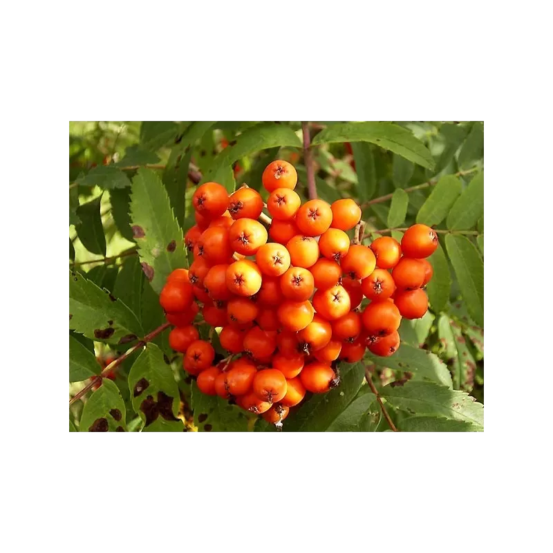 Rowan - Sorbus SACHARNAJA
