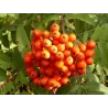 Rowan - Sorbus SACHARNAJA