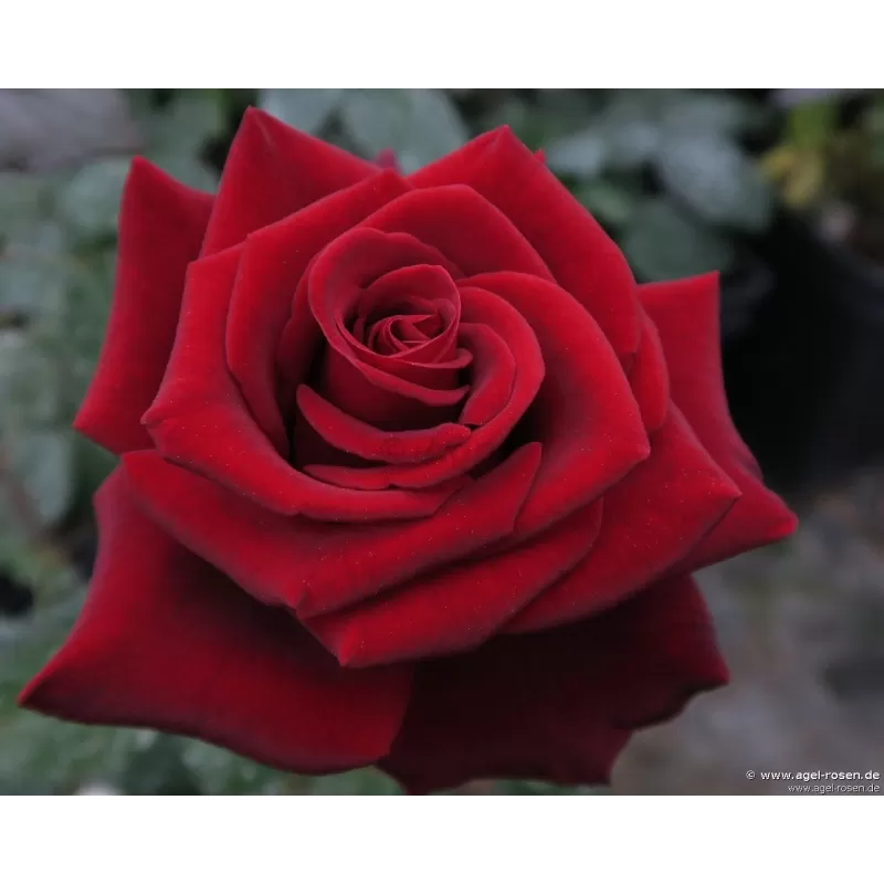 Rožė - Rosa GRAAF LENNART ®