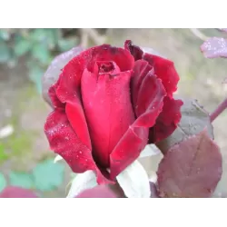 Rosa GRAAF LENNART ®