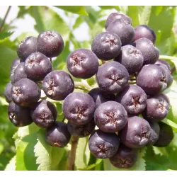 Šermukšnis - Sorbus GRACILIS GR