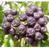 Šermukšnis - Sorbus GRACILIS GR