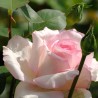 Rožė - Rosa GRAN SIECLE