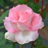 Rožė - Rosa GRAN SIECLE