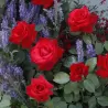 Rožė - Rosa GRANDE AMORE ®