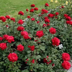 Rožė - Rosa GRANDE AMORE ®