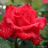 Rožė - Rosa GRANDE AMORE ®