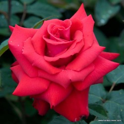 copy of Rožė - Rosa Grande Amore (Korcoluma) Kordes® Eleganza  C4