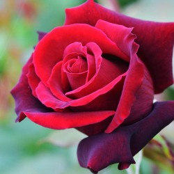 Rožė - Rosa GRANDE CLASSE