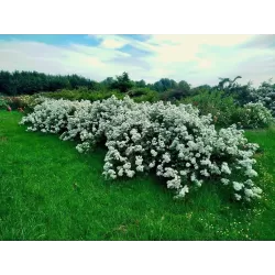 Rožė - Rosa GUIRLANDE D'AMOUR ®