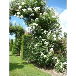 Rožė - Rosa GUIRLANDE D'AMOUR ®