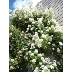 Rožė - Rosa GUIRLANDE D'AMOUR ®