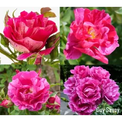 Rožė - Rosa GUY SAVOY ®