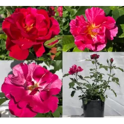 Rožė - Rosa GUY SAVOY ®