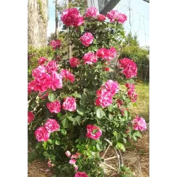 Rožė - Rosa GUY SAVOY ®