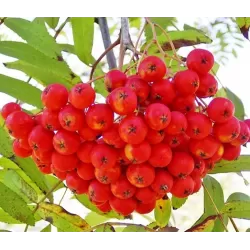 Šermukšnis - Sorbus ausuparia MORAVICA