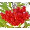 Rowan - Sorbus MORAVICA