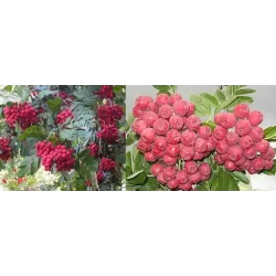 Šermukšnis - Sorbus ALAJA KRUPNAJA (Krasnaja krupnaja)