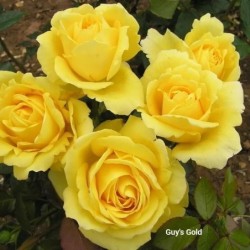 Rožė - Rosa GUY'S GOLD