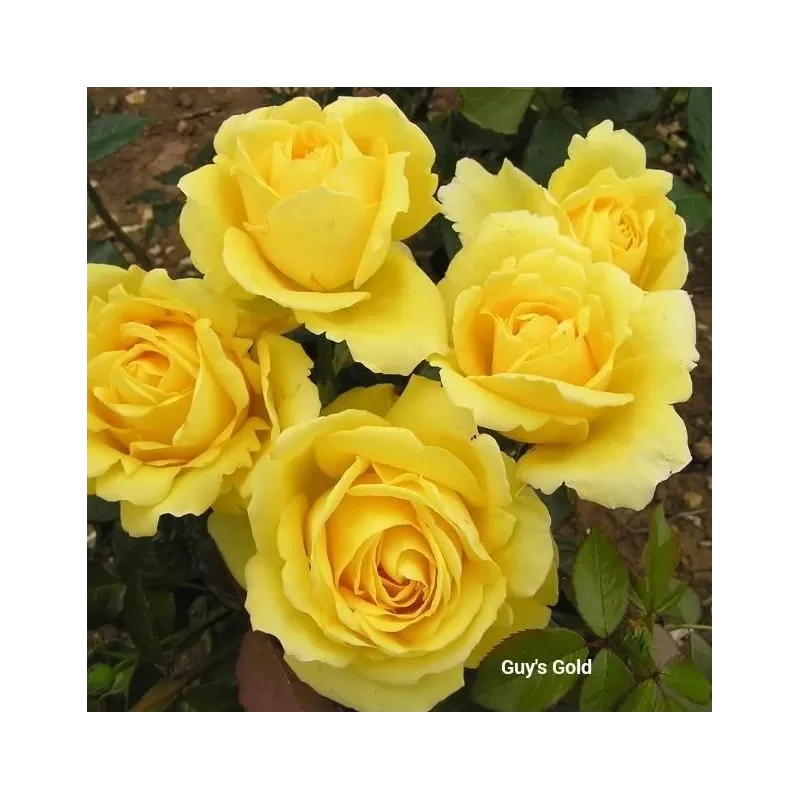 Rožė - Rosa GUY'S GOLD