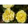Rosa GUY'S GOLD