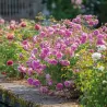 Rožė - Rosa HARLOW CARR ®