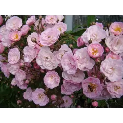 Rožių krūmai internetu su pristatymu į namus